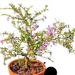 Seedless Plant Indoor Plants Desmodium Blue Braya Bonsai � Plant-image-82