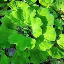 Dwarf water cabbage live plants (Pack of 3)-picture-30