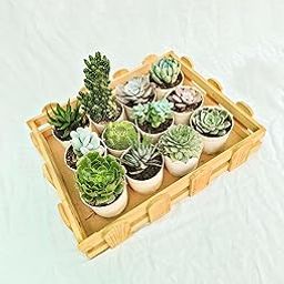 Tofoh Assorted succulent set of 12 (With Pot), any 12 live succulent plant varieties, succulent plants combo, succulent plant with pot, plants may differ.-20