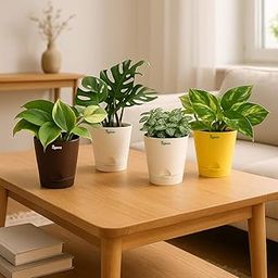 Ugaoo Indoor Plants Combo of 4 - Money Plant Variegated, Philodendron Brasil, Fittonia, Broken Heart Live Plant for Home Decor-image-59