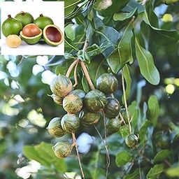 Live Hawaii Nut Tree – Grow Your Own Fresh Nuts (Pack of 1)-image-24