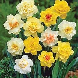 Daffodil Double Flower Bulbs (Multi Color) (Pack of 1 Bulbs)-image-64