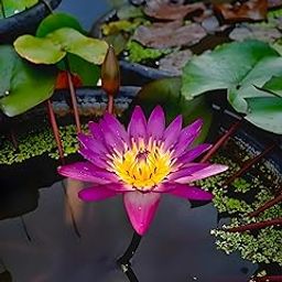 Lotus Flower Seeds, Rainbow Hybrid Japanese, All Season Blooming, 95% Germination Rate, Pack of 20-image-9