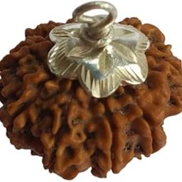 Astro Cart 11 Mukhi Rudraksha Original Certified Nepali Igl. Lab 11 Face Rudraksha Nepal Pure Rudraksha Eleven Mukhi 23mm Oval Gyarah Mukhi Rudraksha Bead ग्यारह मुखी रुद्राक्ष Blessing Maruti Nandan-8