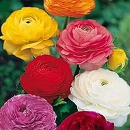 RADHA KRISHNA AGRICULTURE® Imported Double Peony Ranunculus Flower Bulbs For Indoor/Outdoor Gardening (Set Of 10 Multi-colour Flower Bulbs)-picture-7