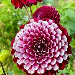 Radha Krishna Agriculture® Draft Dahlia Good Luck Plant Flower Bulbs For Outdoor And Indoor Gardening Pack of 1 Flower Bulbs-image-33
