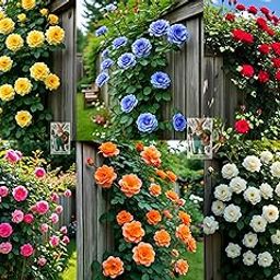 Earth Hopper Climbing Rose Hybrid Seeds Pack - Large Flowers- 70 Easy-to-Grow Seeds for Vibrant Blooms, Suitable for All Indian Climates (ALL IN ONE MIX)-image-90