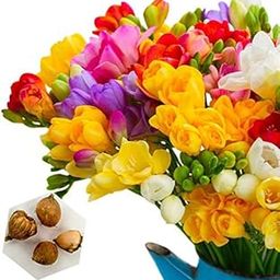 Sprout Bulbs|freesia flower bulbs mixed (Packs of 04) for home, balcony, window garden plant flower bulbs-image-73