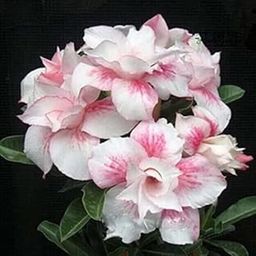 SeeGreen -Adenium obesum - colour guaranteed live plants without pot (1 per packat,)-image-37