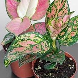 Aglaonema Live Indoor Plants, Red & Green, Pack of 2-image-68
