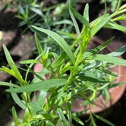 Enhance Your Garden Tarragon Artemisia Herb Seeds for French Aromatic Yield in Indoor and Outdoor Planting Perfect for Garden Containers Hydroponics Home Terrace and More-image-90