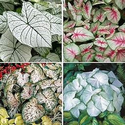 Caladium Mix Imported Variety Summer Flowering Bulbs, Pack of 4 Flower Bulbs for Planting, FLORA SEEDS-image-21