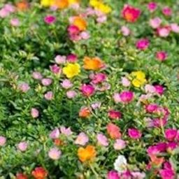Cypress Portulaca Oleracea, purslane mixed colours Live plant cuttings without roots of 15 Cuttings(5 to 7 colours)-picture-29