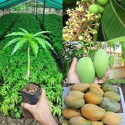 Cloud Farm Amrapali Mango Grafted Plant - Combo Pack of 2 Tree Height 3 Feet, Hybrid All Time Fruit Plant,CF_156-image-69