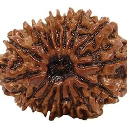BluDiamond 15 Mukhi Nepali Rudraksha 26mm 15 मुखी रुद्राक्ष Fifteen Mukhi Rudraksha Beads 15 Face Rudraksha Original Certified पंद्रह मुखी रुद्राक्ष Pendent For Men Women 15 Pandrah Mukhi-picture-14