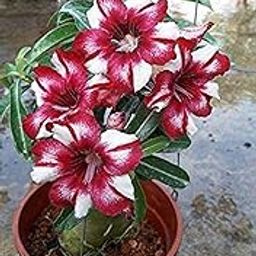 OhhSome Bonsai Live Plant Rare Exotic Adenium Obesum Red White 1 Healthy Small Seedling Plants for Garden Indoor (1 Live Bonsai Plant)-image-30