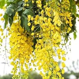 Rare Live Amaltash Plant (Indian Laburnum) – Stunning Golden Flowering Tree | Botanical Name: Cassia Fistula | Traditional Indian Medicinal & Ornamental Plant With Pot-image-44