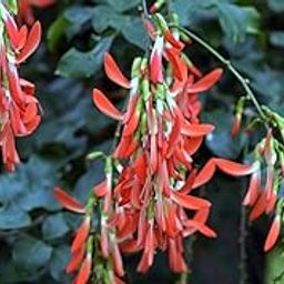 All Seasons Climbing Dwarf Red Jade Vine Flower Seeds - 35+ Seeds Pack-image-61