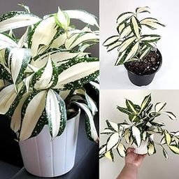 Milky Way Dracaena – Natural Indoor Air Purifying Plant for Modern Homes (Pack of 1 With Pot)-image-80