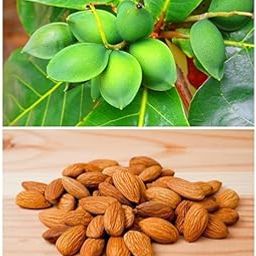 Anjali Plants foundation Almond Plant " Variety- Mamra Almond Badam Nut Early Fruiting Plant (1 Healthy Live Plant, Height- 2feet) Suitable Garden/terrace Outdoor Plant.-image-28
