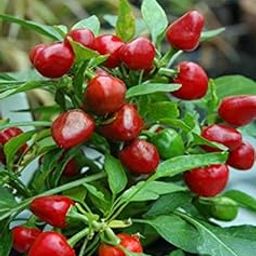 Golden Hills Farm cherry Red chilli round 40-71 seeds-image-41