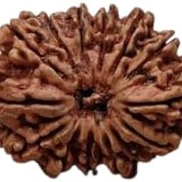 GEMFINITY Beautiful 13 Mukhi Rudraksha Nepali Original Certified Terah Mukhi Rudraksha 13 मुखी रुद्राक्ष लैब सर्टिफिकेट 13 Faced Rudraksha Thirteen Mukhi Rudraksha for Men & Women Wearing Purpose-8