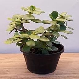 Jade Plant with Pot (Crassula Argentea)-image-104