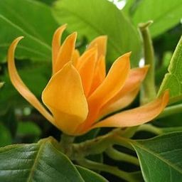 Golden Swarna Champa| Orange Swarna Champa|Sonchafa Flower |Michelia Hirwa Chafa| Magnolia Champaca|Champak Chafa Flower Plant Pack Of 1 Hybrid Healthy Live Plant-picture-0