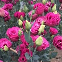Lisianthus flower live plant || Nandini flower live plant tissue culture-image-86