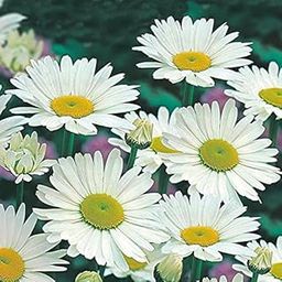 M-Tech Gardens Rare Chrysanthemum" Shasta Daisy" Flower Seeds for Growing (50 Seeds Pack)- CHR105-image-9