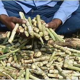 Super Napier Grass Seeds Stick Pack Of 60-image-8