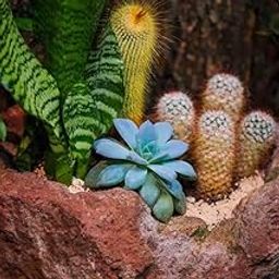 Indoor/Outdoor Air Purifier Indoor Growing Mix Succulent Seeds- 35 Seeds - Grow Year Round-image-95