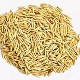 Sampada Foods | Pusa Basmati Paddy Seeds 1121 Variety | For Farming & Agriculture,Sowing, Planting | (Kheti) | 6 kg-image-2