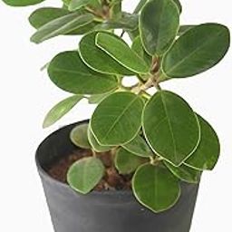 Ficus live plant with Premium pot (4 inch Black Pot)-image-35