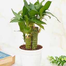 Treevayu Lotus lucky bamboo| Feng shui Live plant-image-1