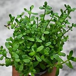 Anandwala Brahmi Live Plant (Bacopa Monnieri) – Pack of 20 Healthy Stems | Medicinal Herb | Memory Booster | Fresh & Ready for Planting with Pot-image-85