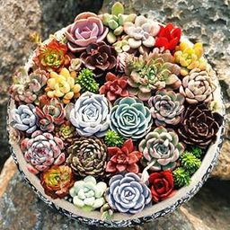 Mixed Echeveria Species Seeds - 50+ Seeds Pack-image-71