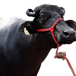 Rideep Cow/Buffalo/Bull Nylon Mohri Mohra (22.5-Ft / 300Gm / 8Mm) First Quality - Red-image-43