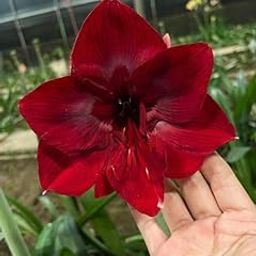 Cloud Farm Double Lilly Flowering Bulbs | pure orange flowers bulbs | Pack of 2 Bulbs,CF_45-image-43
