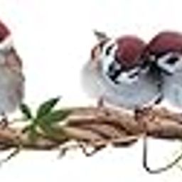 Design Den Multicolor Birds on Branches Wall Sticker for Home Decoration (123 Cm X 13 Cm)-image-23