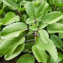 Big Planter Patharchatta Live Plant | Kidney Stone Relief Ayurvedic Plant | Kalanchoe Pinnata Medicinal Herb | Indoor & Outdoor Low-Maintenance Plant with Pot (Green)-image-92