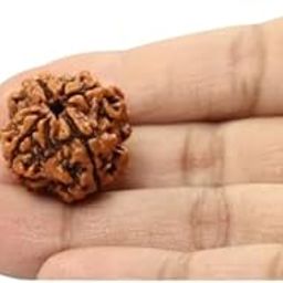 Dine Gems 4 Mukhi Rudraksha Original Certified Real Char Mukhi Rudraksha Brahma Rudraksha Four Faced Rudraksha Chaar Mukhi Rudraksha Nepali 4 Faced Rudraksha Original Rudraksha-picture-1
