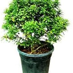 Table Kamini Bonsai live plant For Office Desk/Table Plant For Home Decoration-image-89