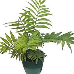 Bamboo Mini Palm Live Plant in glossy finish Planter with tray-image-15