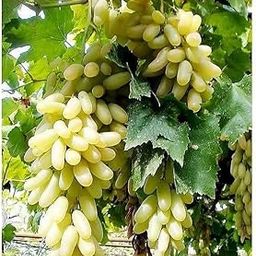 Bahan Traders Seedless Sweet Green Grape Fruit Air Layered plant, Angoor Plant "Special Long Variety" (Produce fruit in 1 Year)-image-70
