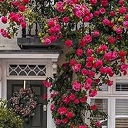Climbing rose imported flower seeds for Home and Gardening pack of 100 seeds (DARK PINK)-image-72