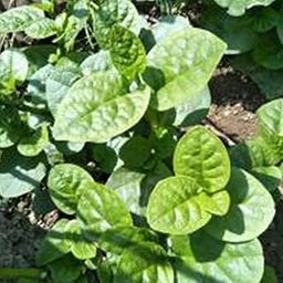 VibeX Organic Malabar Spinach Seeds-250 Seeds-image-38