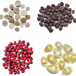 PE - Kowri 11 Pcs, Lal Gunja 11 pcs, Gomati Chakra 11 pcs and Lotus Seeds 11 Pcs - Maha Lakshmi Set-image-73