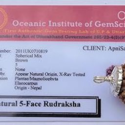 5 Mukhi Rudraksha Bead with Pendant (Natural Brown Five Face Rudraksh, Lab Certified, Big size, Silver Plated)- Pack of 1-image-14