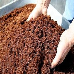ORGANZEE NEST Cocopeat Powder 100% Organic Loose Powder Indoor & Outdoor Plants, Kitchen, Terrace Gardening Soil Manure Sustainable and Versatile, Enrichment & Healthy For Plant Growth (10, Kilograms)-picture-32
